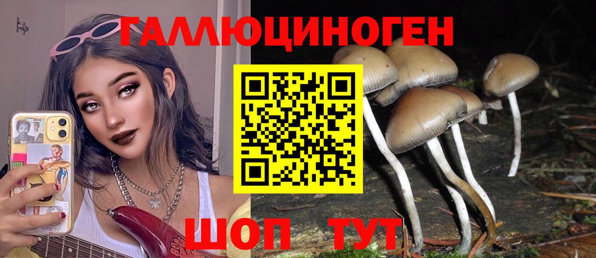Псилоцибиновые грибы GOLDEN TEACHER Осинники